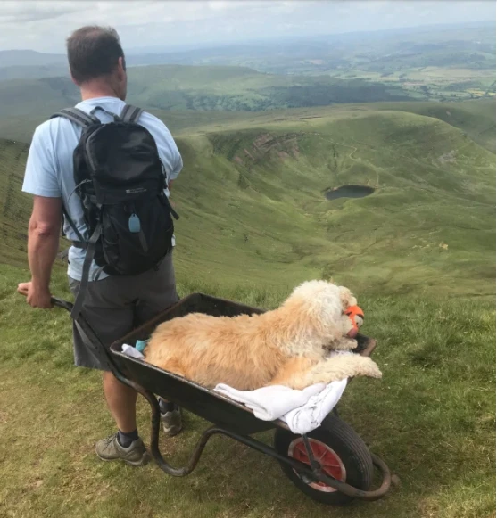 Ölmek üzere olan köpeği için yaptığı herkesi duygulandırdı